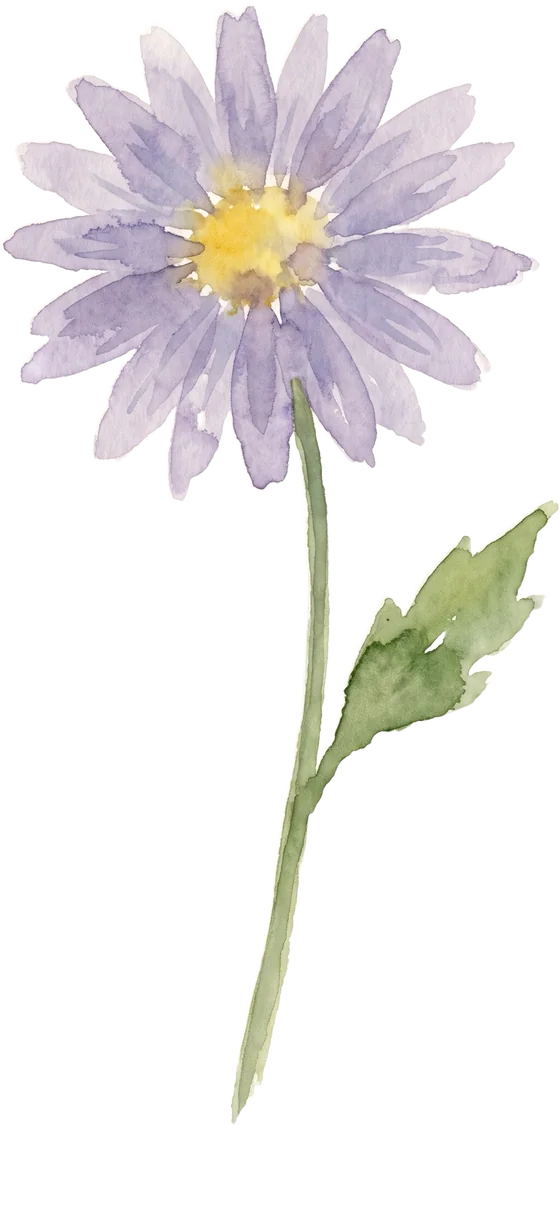 Aster watercolour