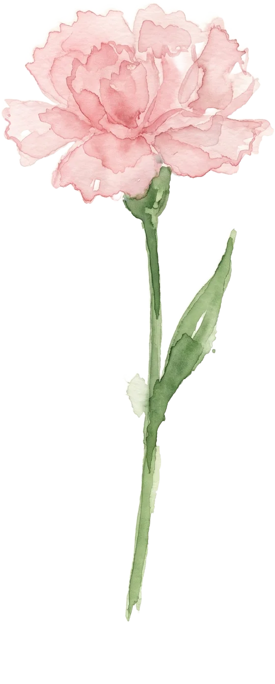 Carnation watercolour