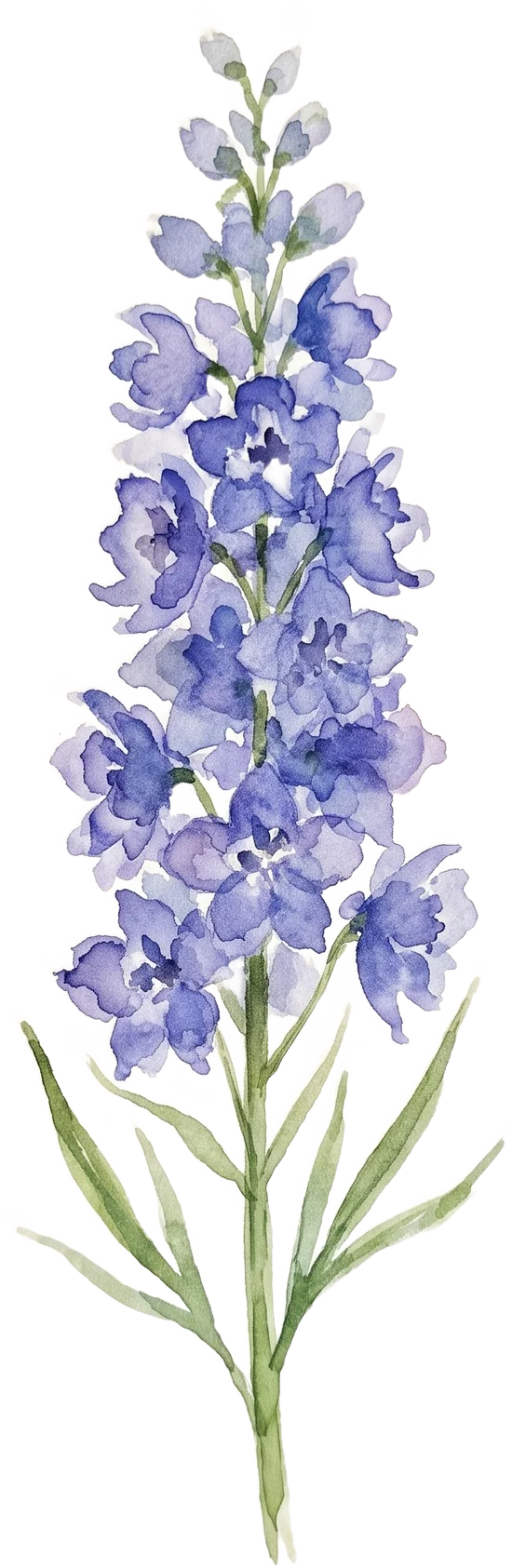 Larkspur watercolour