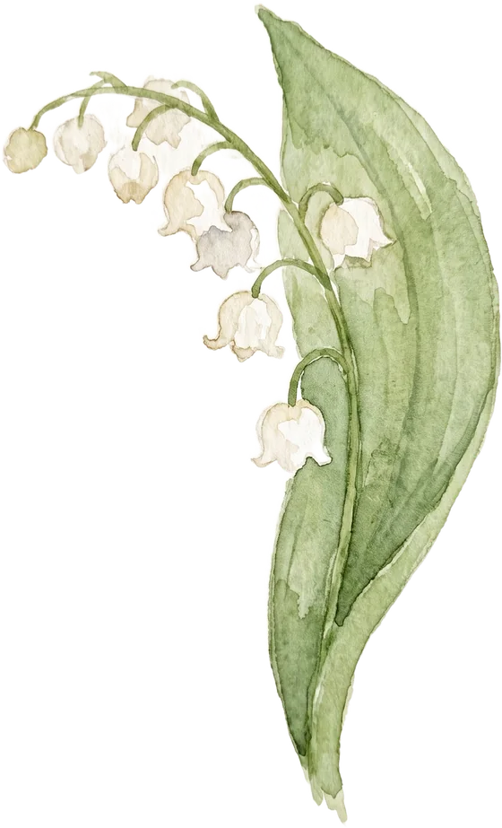 Lily of the valley watercolour