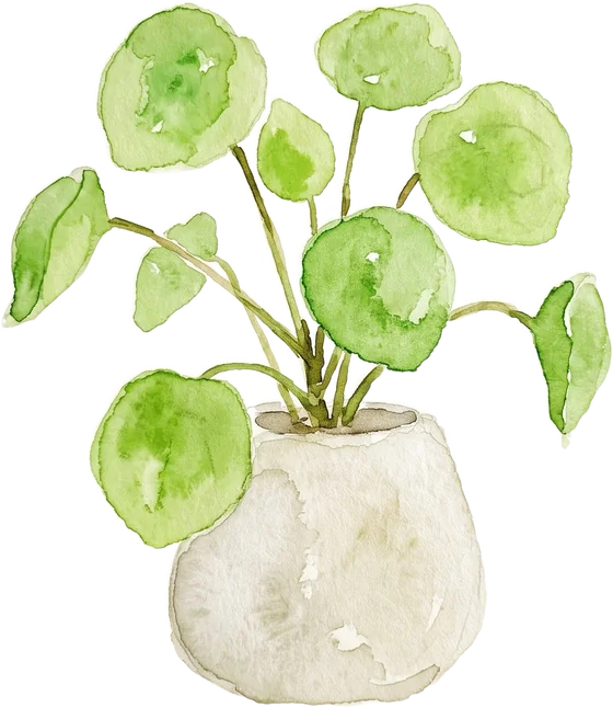 Pilea